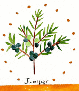 juniper